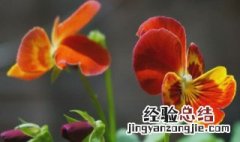 粉蝶花怎么养 粉蝶花怎么养才能开花