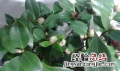 刚买的茶花怎样换盆 其实不难