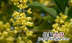 桂花盆栽怎么养 桂花盆栽怎么养才长得好