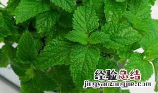 盆栽薄荷冬天怎么浇水 薄荷冬天怎么养护