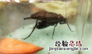 电报蛉的饲养方法 你学到了没