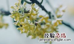 怎样养好桂花 怎么养好桂花盆栽