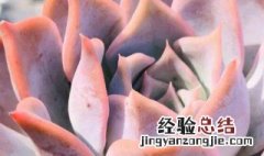 露西娜多肉种植方法 露西娜多肉怎么养