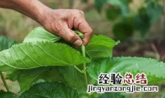 摘新鲜的桑叶能放冰箱冷冻吗 为了使桑叶保持新鲜可以把桑叶放在冰箱冷藏吗