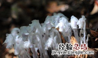 水晶兰怎么养 水晶兰如何养