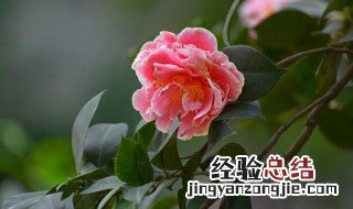 冬季茶花树的养殖方法 冬季茶花的养殖方法和注意事项