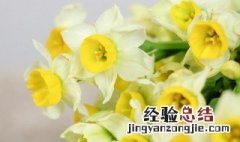 盆栽水仙花如何过冬 冬季水仙花怎么水养