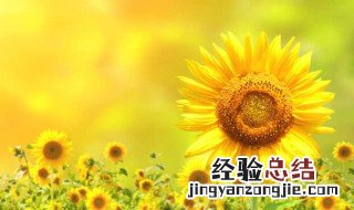 六月开哪些花 六月什么花会开