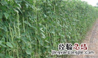 搭豆角架新方法 搭豆角架的方法