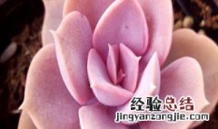 给多肉摘心什么季节最好 多肉摘心什么季节