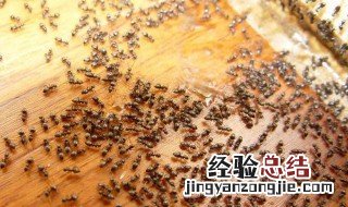 房子里有蚂蚁怎么根除 家里有蚂蚁找不到窝怎么办能除根