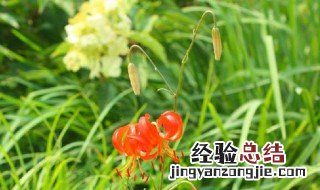 山丹丹花在花盆养殖技术 盆栽山丹丹花怎么养