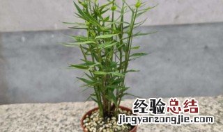 竹子怎么养盆栽 如何种植盆栽竹子