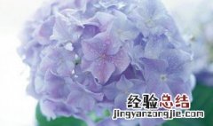 绣球花盆栽怎么养植 绣球花盆栽怎么养好