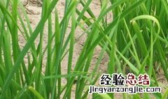 家里盆栽韭菜怎么才能越来越粗 盆栽韭菜越来越细怎么办