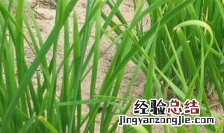 家里盆栽韭菜怎么才能越来越粗 盆栽韭菜越来越细怎么办