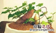 红薯栽培和管理 土培红薯盆栽怎样管理