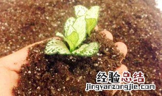 种花怎样施底肥 盆栽花卉的底肥怎么施