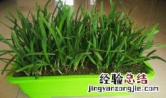 盆栽韭菜的种植方法视频 盆栽韭菜的种植方法