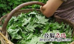 艾草泡脚可以天天泡吗 艾草泡脚可不可以天天泡