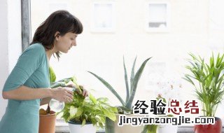 什么盆栽可以净化甲醛 什么盆栽植物除甲醛效果最好