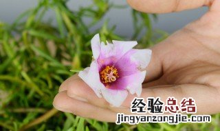 太阳花夏天怎么浇水施肥 盆栽太阳花夏天需要天天浇水吗