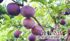 黑布李子怎么种植的 黑布李子怎么种植