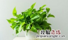 除甲醛最有效方法家里放什么植物 除甲醛摆放什么植物