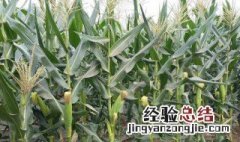 玉米种植的时间及方法 玉米种植的时间及方法图片