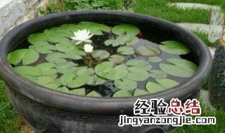 庭院荷花缸风水禁忌 在院子里种荷花有什么禁忌