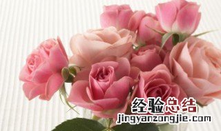 玫瑰花花语多少朵代表什么 1到99朵玫瑰的含义