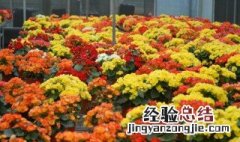 丽格海棠怎样繁殖 花百科