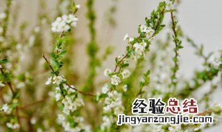 干枝雪柳怎么养在花瓶里 雪柳怎么养在花瓶里