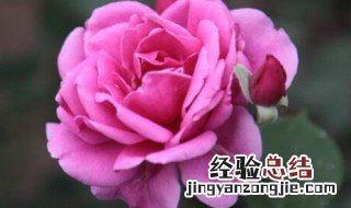 养鱼水可以浇哪些植物 养鱼水可以浇什么植物