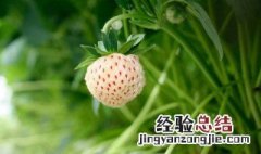 白色草莓怎么种植技术 白色的草莓种子种植方法全过程