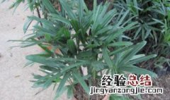 盆栽植物大叶棕竹怎么养护 盆栽植物大叶棕竹怎么养