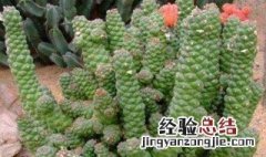 多肉植物将军阁怎么养 多肉将军阁锦怎么养