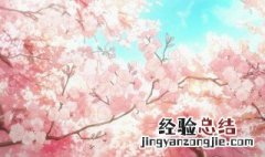 樱花泥教程 怎么做樱花泥