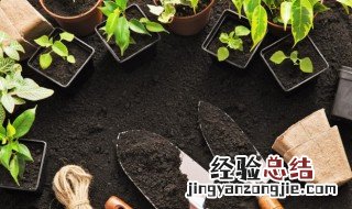 菩提树可以盆栽吗 家里放菩提树盆栽好吗