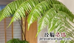 金丝猴蕨植物好养吗 怎么养金丝猴蕨类植物