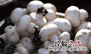 种香菇不用石膏可以吗 石膏在栽种香菇时起的作用