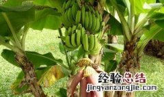 无籽香蕉种植方法 无籽香蕉种植方法图解