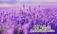 薰衣草花种植方法 薰衣草花种植方法图解