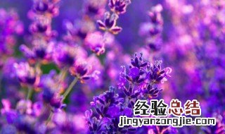 蓝精灵花怎么养 养殖蓝精灵花的方法