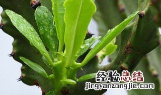 盆栽霸王鞭怎么养才能开花 盆栽霸王鞭怎么养