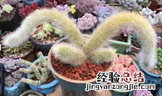 多肉植物九尾狐怎么养 多肉植物九尾狐怎么繁殖