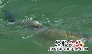 钓鲢鱼怎么调漂浮竿 钓鲢鱼怎么调漂浮