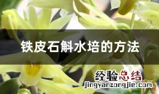 水培石斛最佳方法 水培石斛怎么养