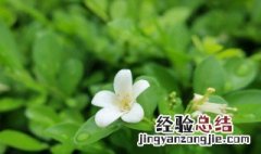 七里香催芽的方法 七里香发芽出土苗是什么样的