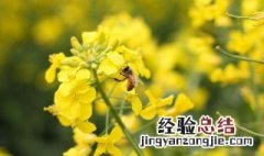 小油菜籽种植方法 小油菜籽种植方法视频